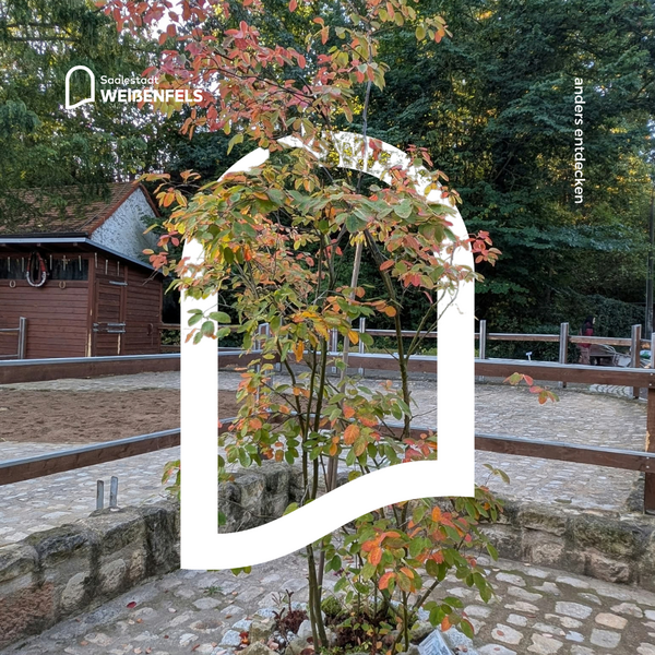 Kanadische Felsenbirne