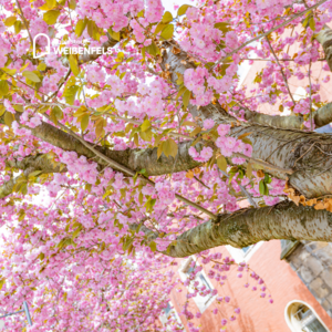 Bild vergrößern: Kirschblüte Kloster Sankt Klaren