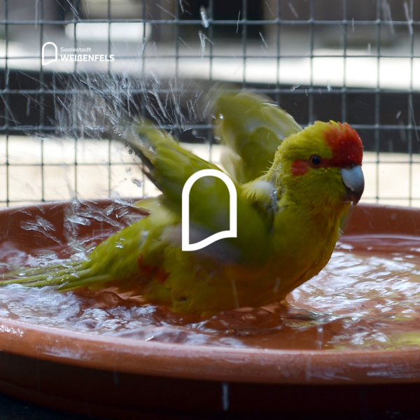 Hitzige Temparaturen im Heimatnaturgarten