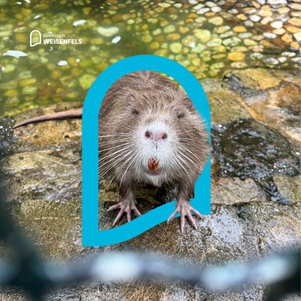 Biber im Heimatnaturgarten